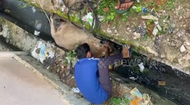 India: Social organisation rescued a cow fallen upside down in a drain in Shahdol, Madhya Pradesh