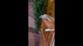 Squirrel guards a feeder against rat's persistent efforts to steal a bite