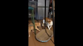 Cat suddenly slides to snatch tray in Shandong, China