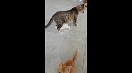 Mother cat accidentally sits on kitten in Shandong, China