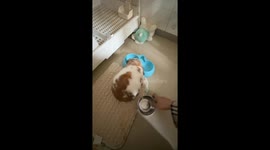Clever rabbit removes bowl to get treats in Shanxi, China