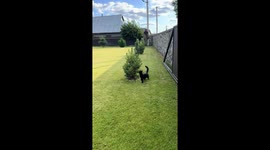 Cat fails to catch mouse hiding on plant in Khmelnytsky, Ukraine