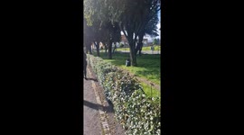 Jogger trips over playful dogs in Bogotá, Colombia