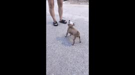Dog’s surprising scream startles people in Liaoning, China