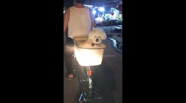 Cute dog discovered sitting on a plastic basket being taken for a ride on the street by its owner on a bicycle