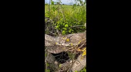 Yellow Bird Sleeps in Bark Blanket