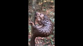 Pangolin Feeds On Tree Ants