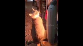 Steam Rises From Warming Cat