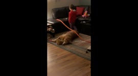 Golden Retriever Racetrack