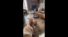 Puppy Acts Tough While Roughhousing