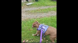 Dog Wipes On Command