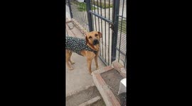 Clever Dog Opens Gate