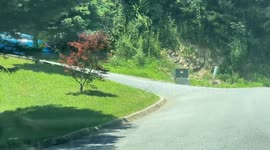 Bear Opens Car Door and Gets In
