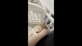 Puppy almost got choked to death running into dangling wires