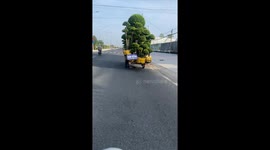 Dangerous Moment: Overloaded Vietnamese Motorbike Transporting 5-Meter Trees on a Busy Road!