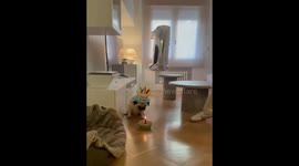 Close call during dog’s birthday celebration in Madrid, Spain