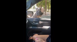 Woman cautiously interacts with zebra at car window in Aiken County, South Carolina, USA