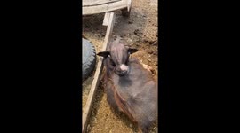 Goat rests with head bent backward in unusual position in Gujranwala, Pakistan
