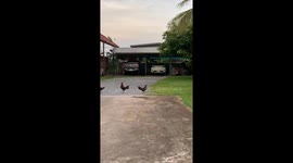 Snake spotted in backyard as boy freezes before school in Thong Saen Khan, Thailand