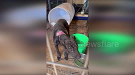 Animal rescuers save 22 dogs and puppies from fighting ring in Indiana