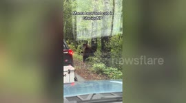 Tourists have close up encounter with a mother bear and her cub