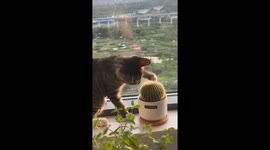 Cactus Bite Cats