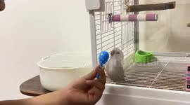 Perspicacious Parrot