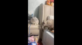 Ragdoll and Sliver British Shorthair Fighting