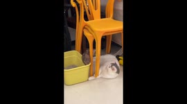 Two Sportive Cats Clashing Colors