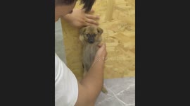 Ticklish Spots on Puppy