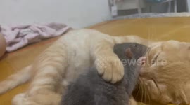 Tom Does Not Eat Jerry Now