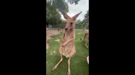 Itch-Scratching Kangaroo