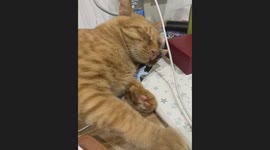 Cat Bites Phone Cable