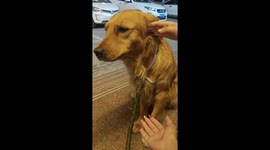 Golden Retriever And Its Owner