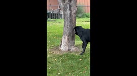 Dog and Squirrel Playing Cat and Mouse