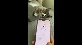 A Sleeping Cat Instantly Awakened to Eat