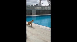 Sneaky rat jumps into swimming pool to avoid pursuing cat in clip viewed almost 7m times