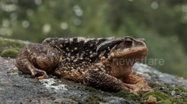 Giant Toad Discovered! Hiker's Amazing Find After Madrid Storm