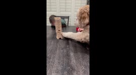 Doodle Wants a Turn at Jenga