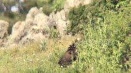 Spectacular Sighting: Rare Black Vultures Gather in Madrid Countryside