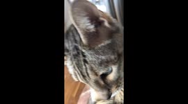 Bengal Cat Back From the Vet and He Is Not Happy