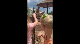 Creative Way to Feed a Giraffe at the Zoo