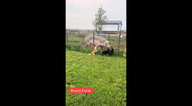Pigs, running with dogs! The rescue dogs morning routine is harassing and playing with the Yorkshire rescue pigs! All of these animals came from a horrible life and now lived their very best life at Roxys Farm!