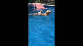 Pup Rides on the Back of a Golden Swimming