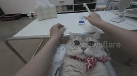 Cat calmly gets its teeth brushed in Guangdong, China