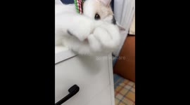 Kitten stretches out paw and meows in response in Zhejiang, China