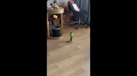 Dressed meerkat explores home and stands upright in Zhejiang, China