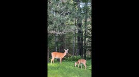Mother deer stays calm as fawn tries to start a fight in Bemidji, Minnesota, USA