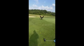 Bald eagle charges at golfer in Sevierville, Tennessee