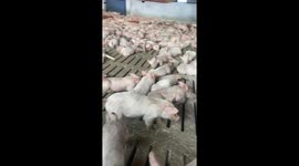 Piglets react in sync to echoed voice in Ninh Binh Phuoc, Vietnam